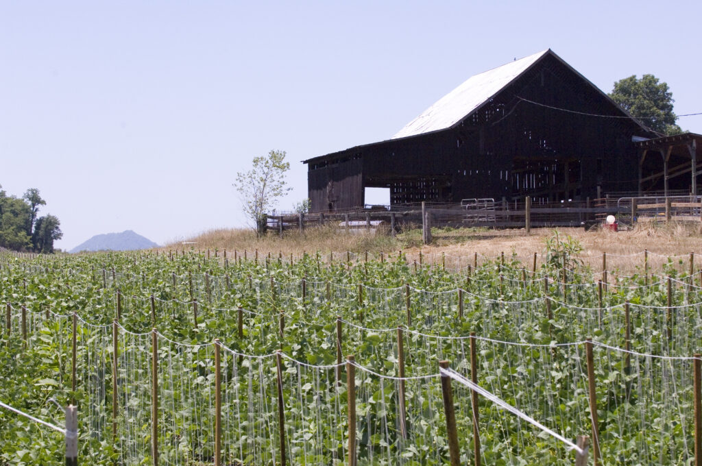 Field with crops growing and a barn in the distance